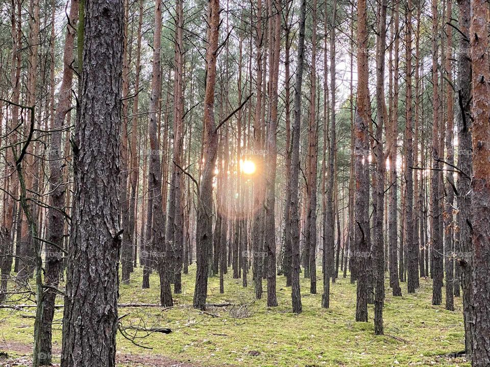 Sunset in the forest