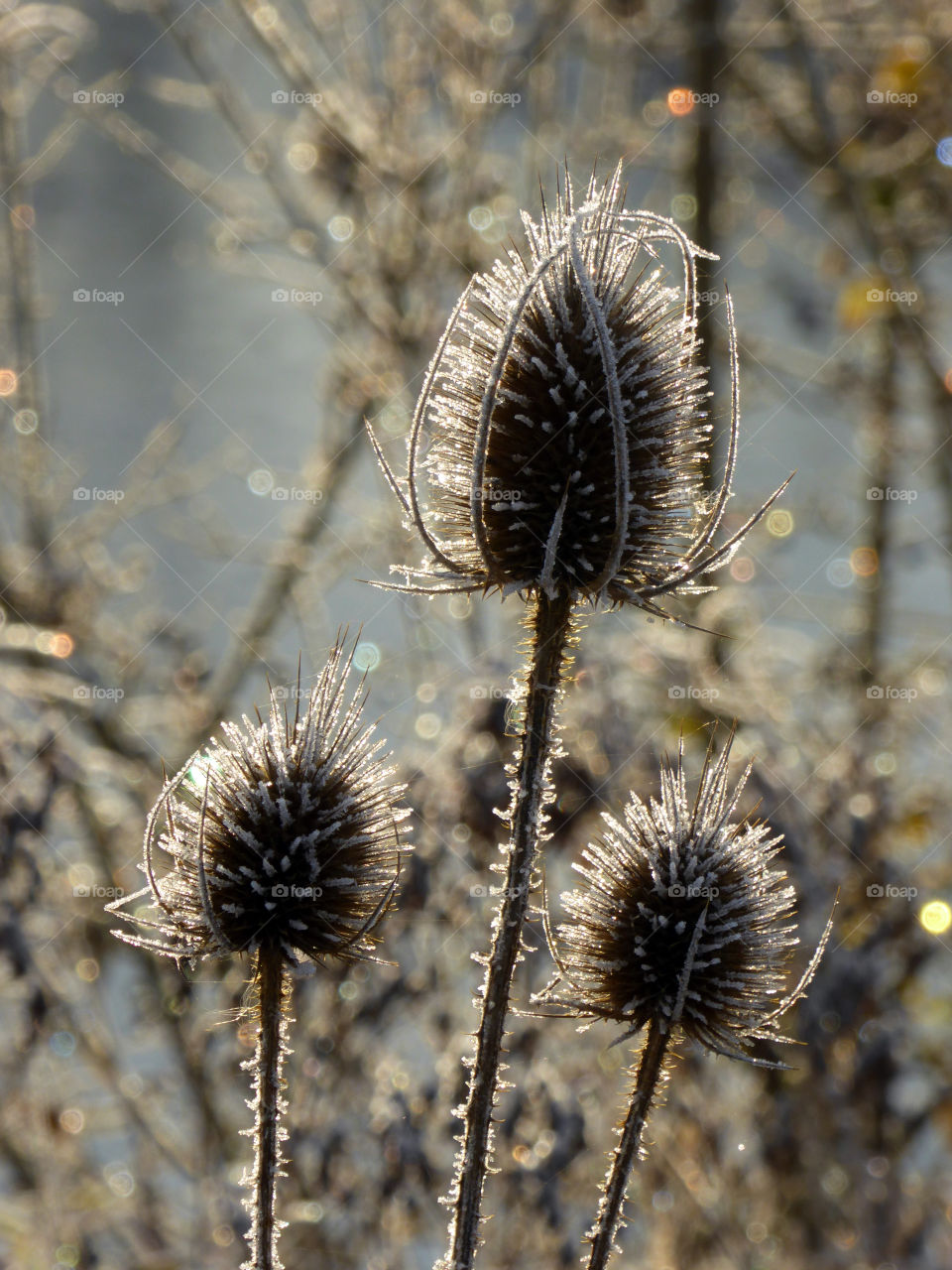 on a cold and clear winter morning