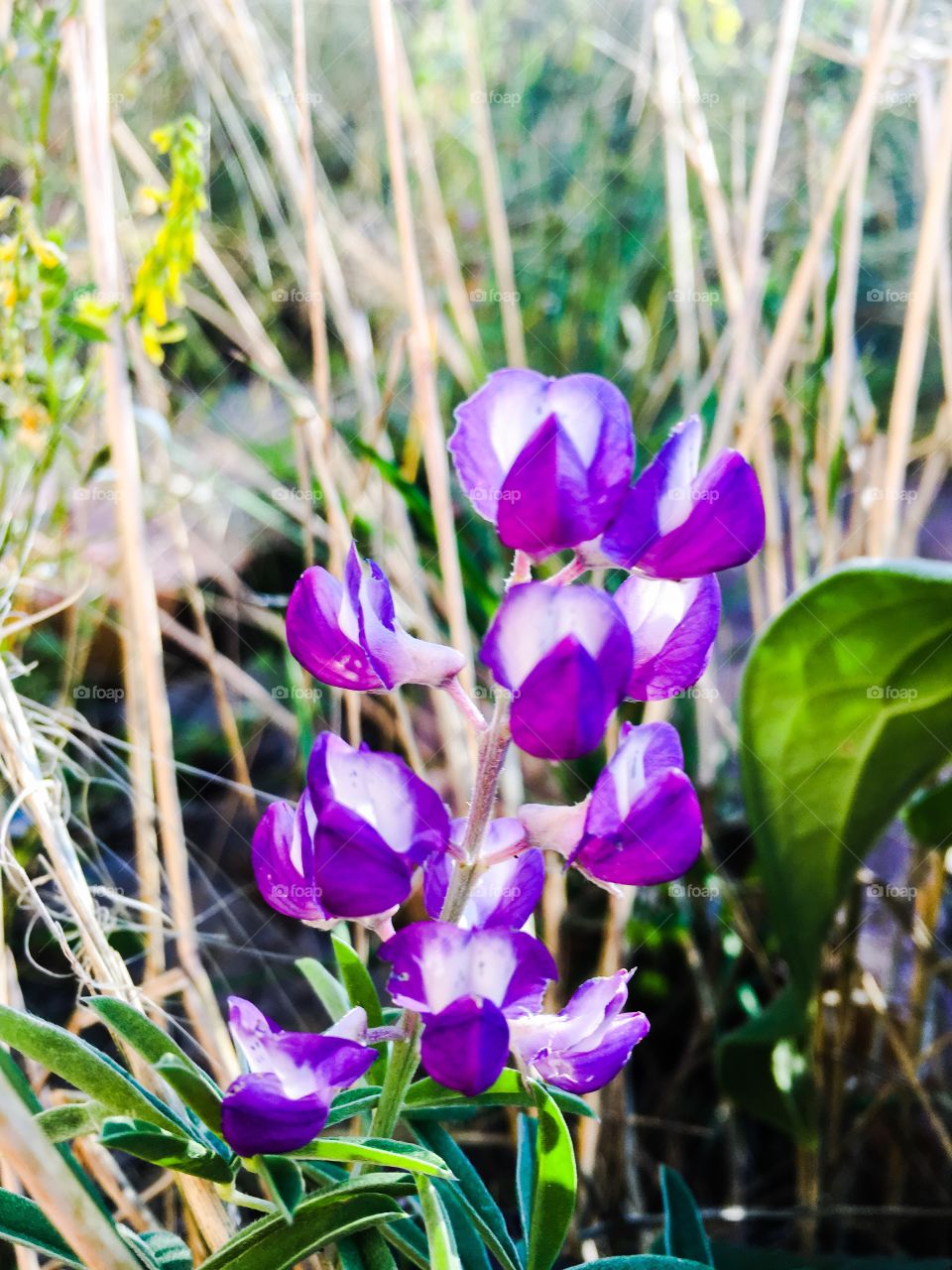 Close-up of beautiful flowers