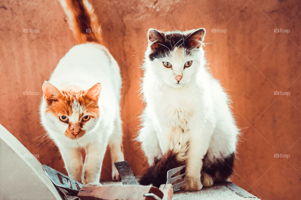 Portrait of domestic cats