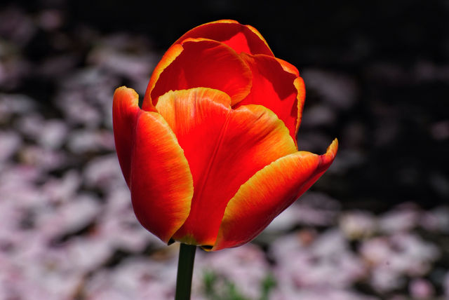 garden nature flower orange by delvec