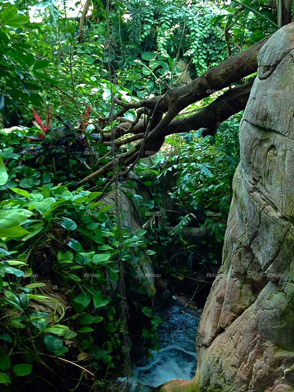 Jungle Stream 