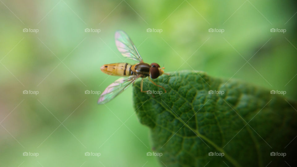 Hoverfly on leaf macro