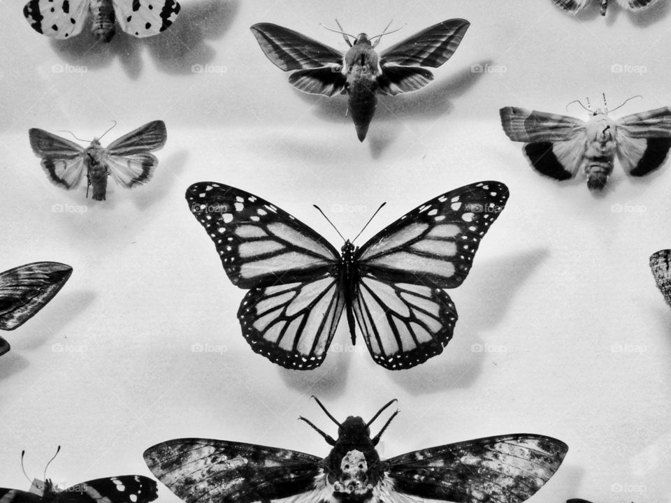 butterfly taxidermy in museum