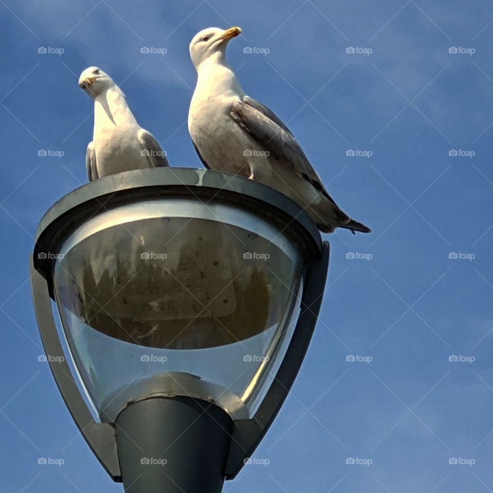 seagulls