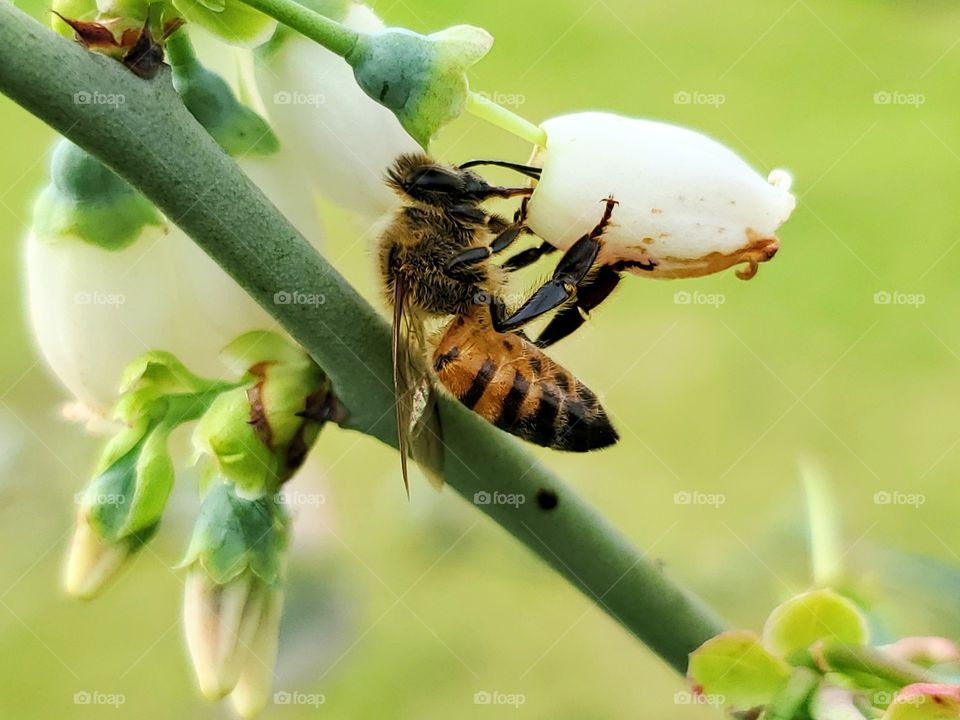 Honeybee pollinating a blueberry white flower