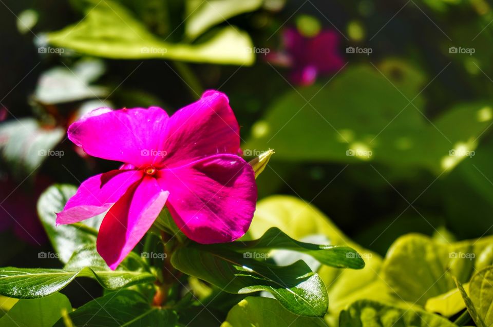 Pink Flower
