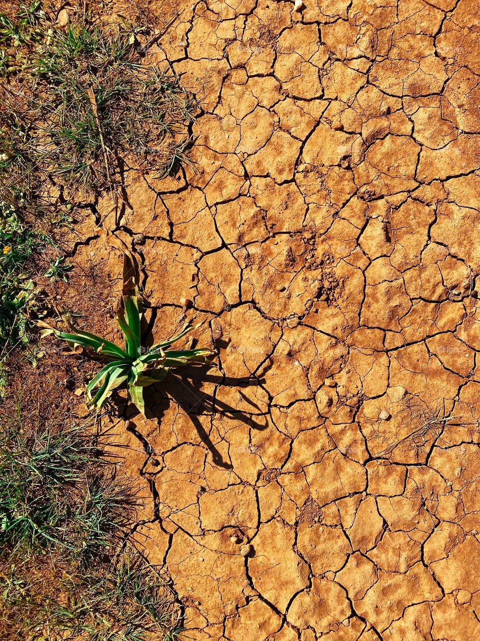 Green plant in the desert