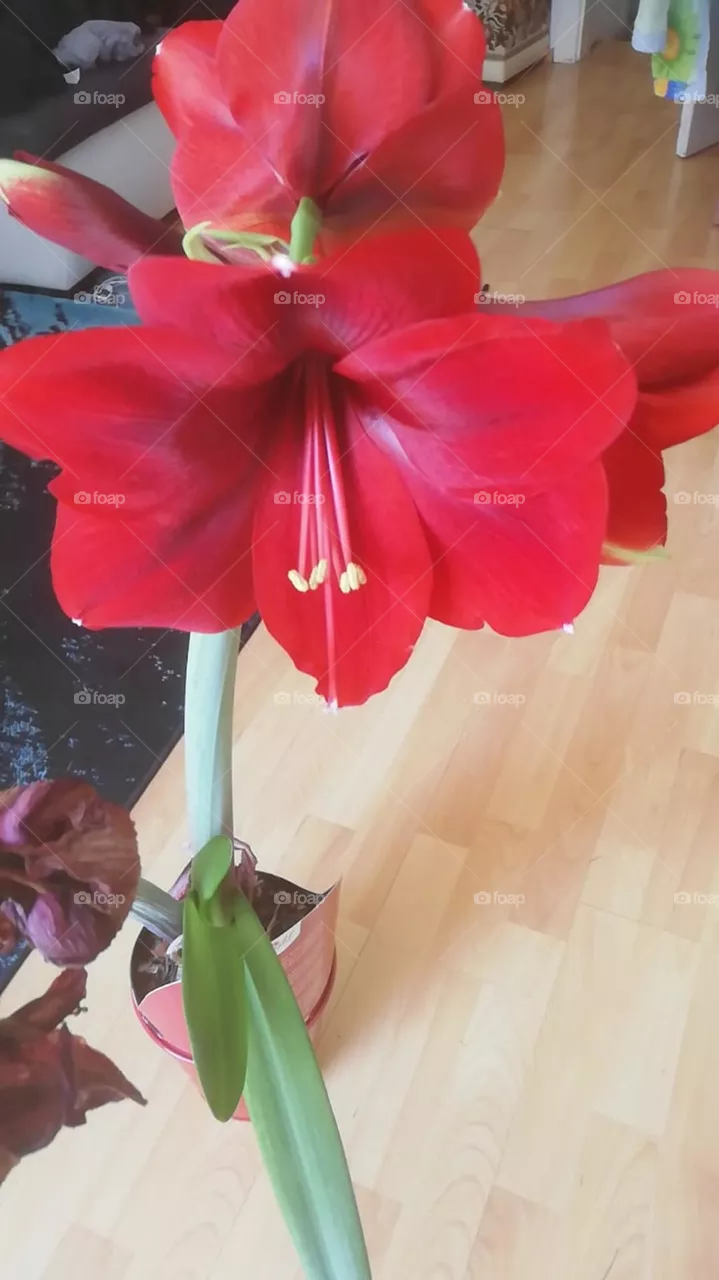 Blume
