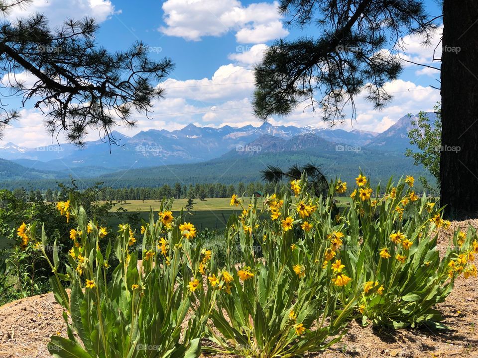 Rocky Mountain wildflowers 