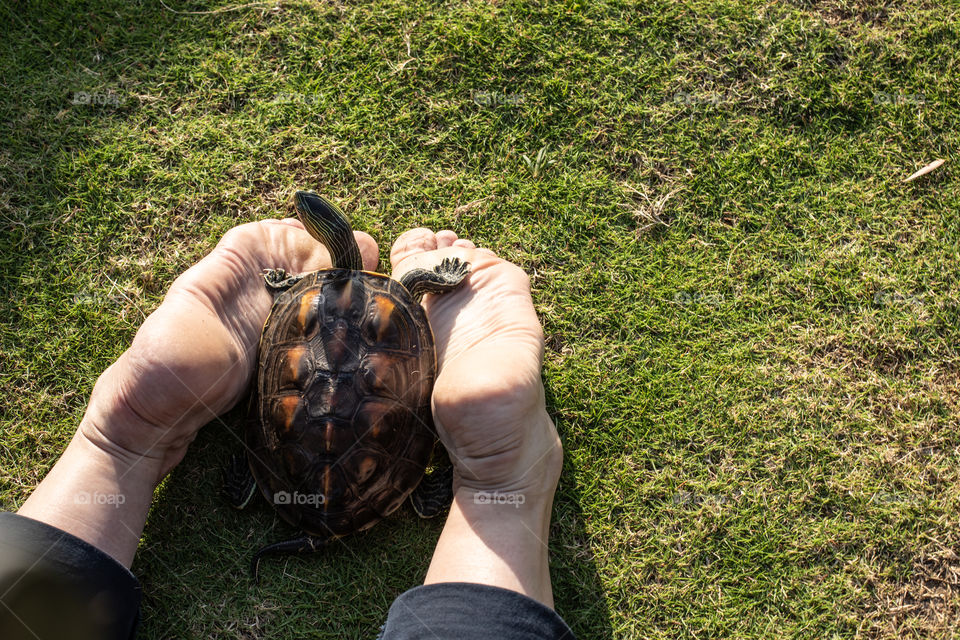 Turtle Wix lived in a coffee shop in a small tank. He looked so lonely and sad. My daughter and I took him out for a walk everyday. He was so curious observing everything around him. After a while, he became our family member and now he lives with us