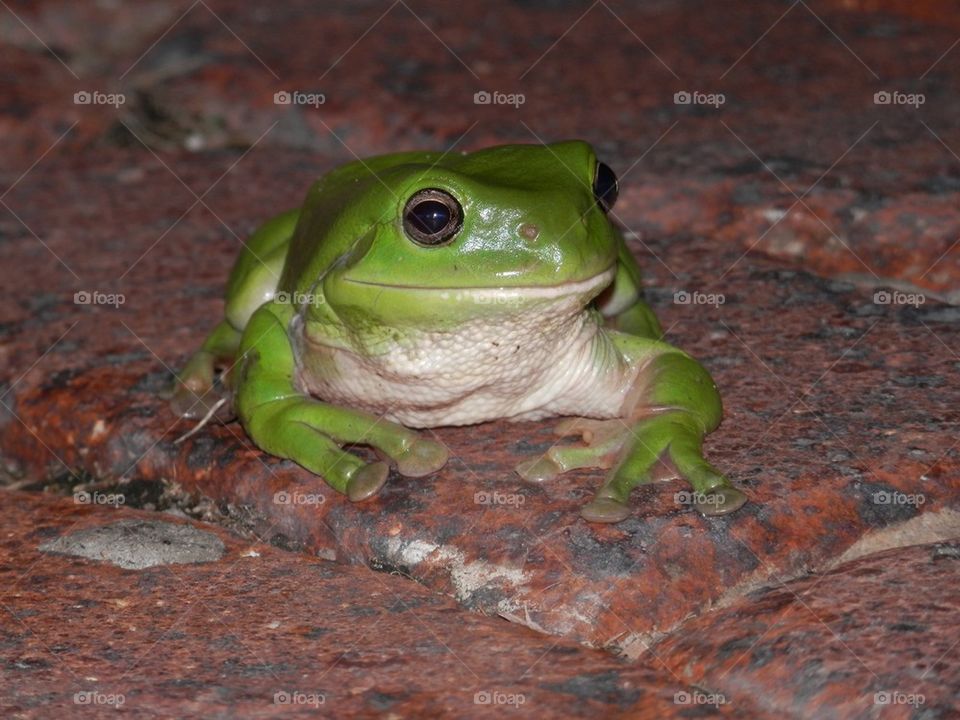 Frog