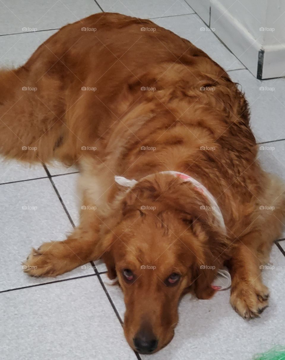 my cute golden retriever