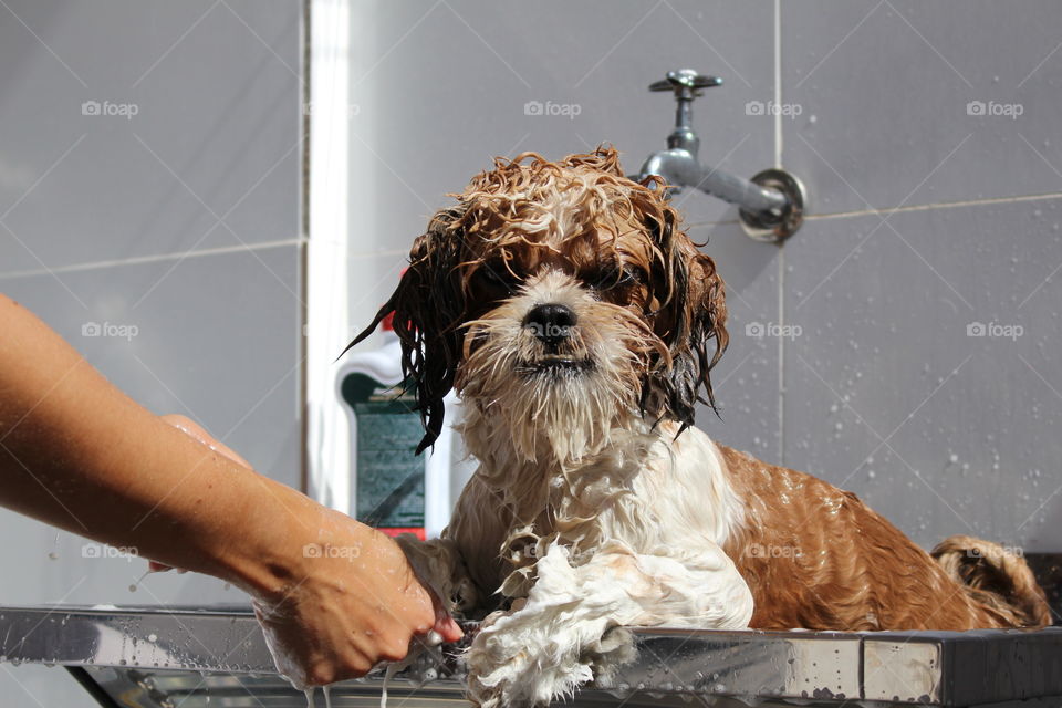 Dog Spa