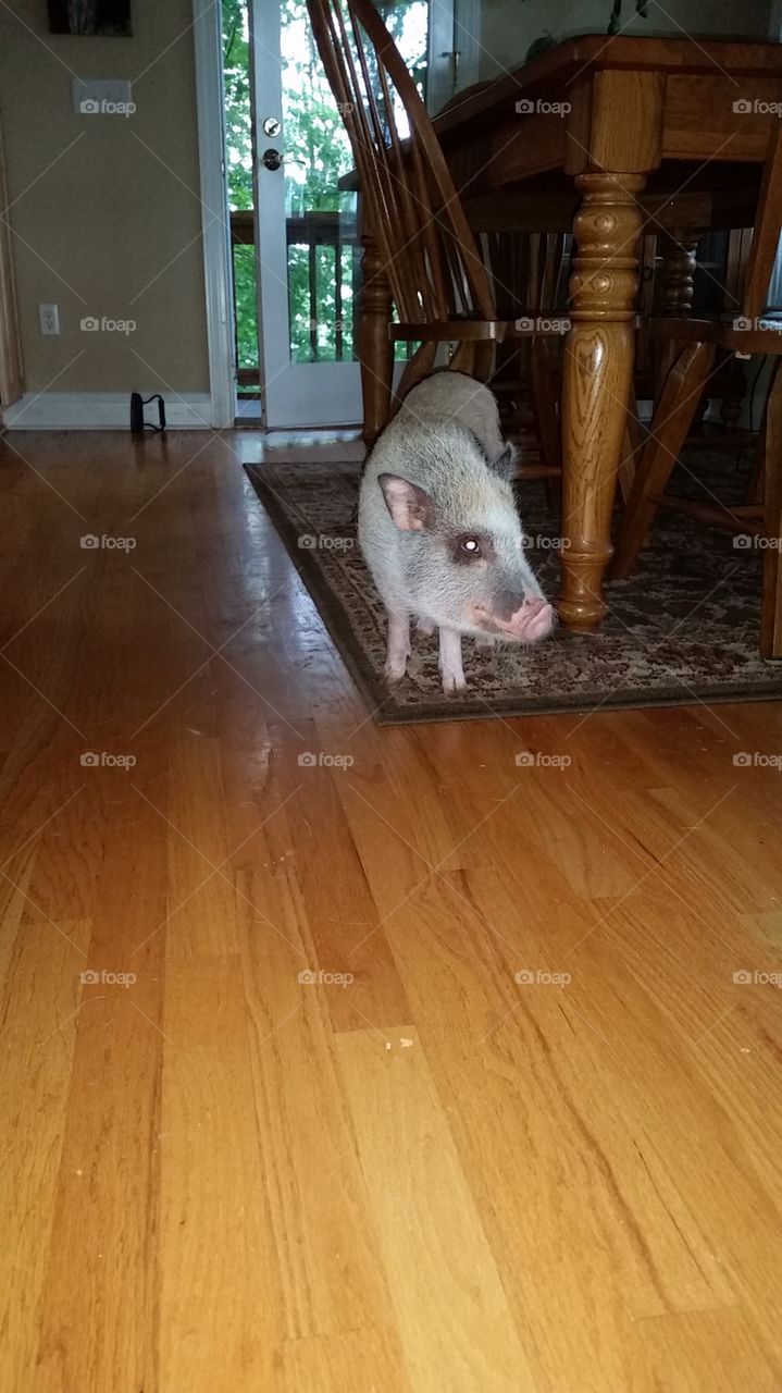 Mini pig in family room