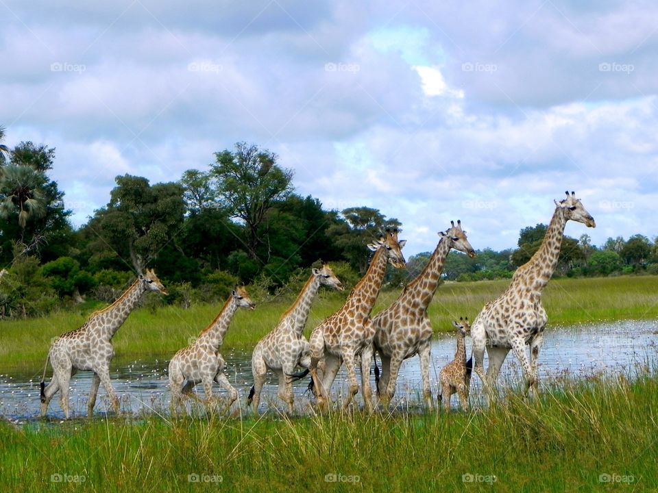 Giraffes crossing a marsh in Botswana. I took this picture on Safari in 2013. It was even more incredible in person!