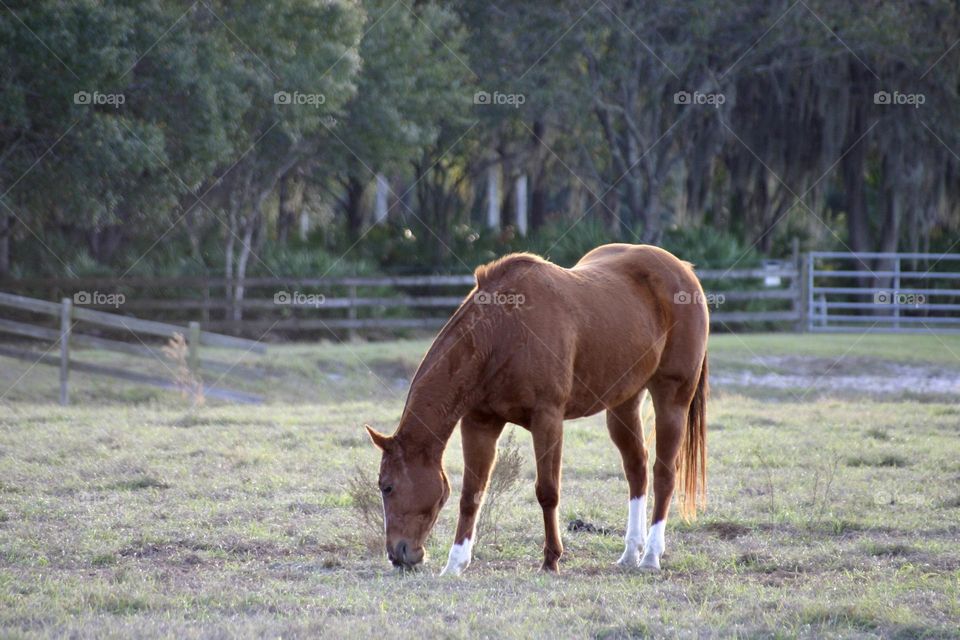 Horse with slight backlighting in a field