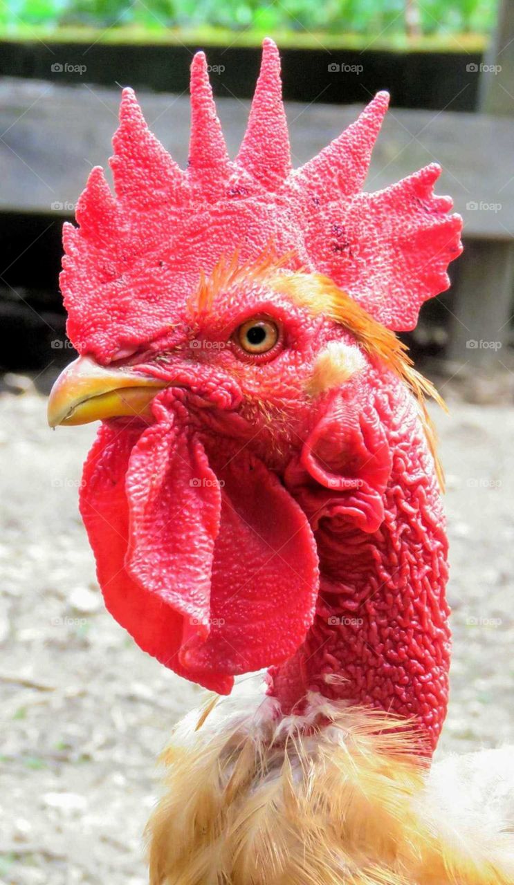 Animals captured on camara