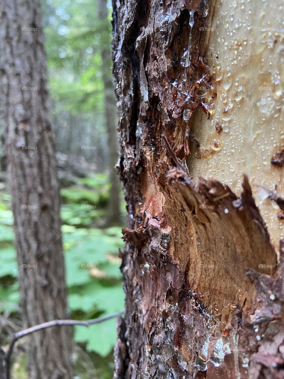 Individual tree in the forest with glistening tree sap.