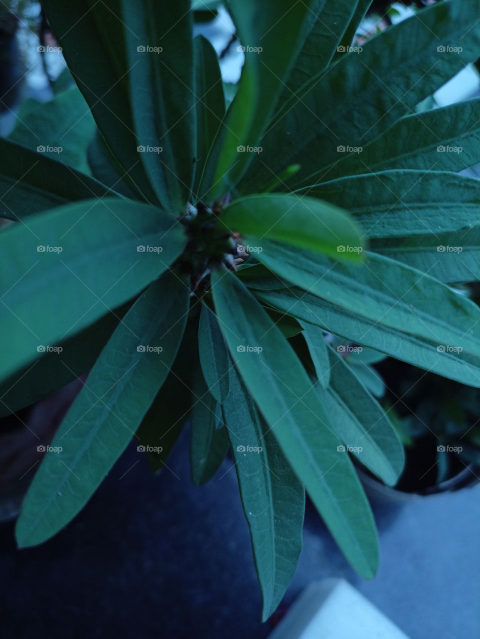 Leaf us like a rabbit ears