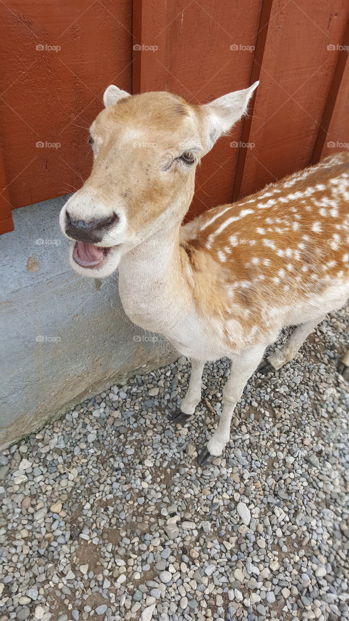 Sillly Deer