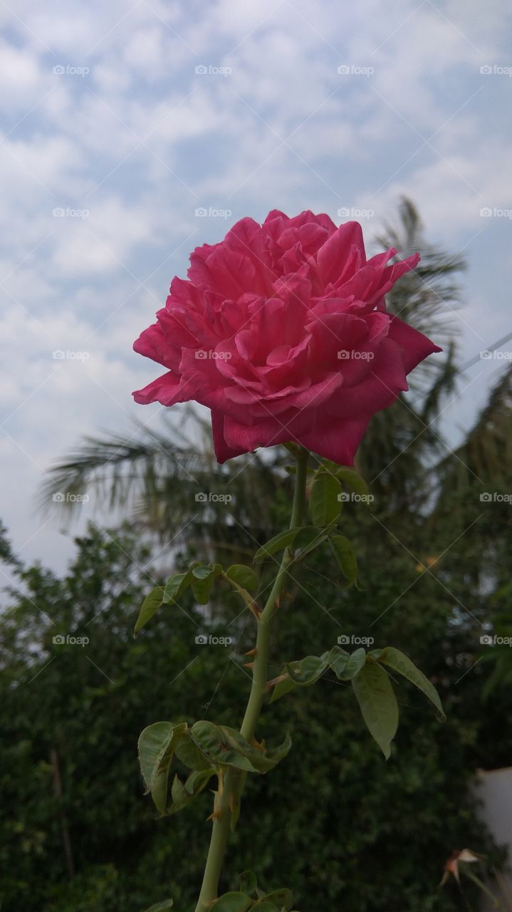 7.feet  tree with single rose