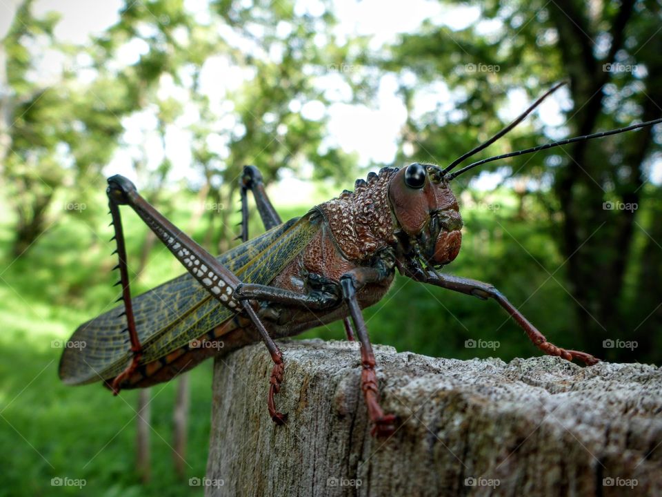 Forest creature