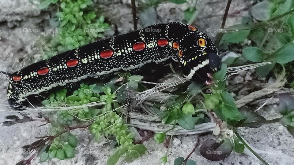 Black Caterpillar