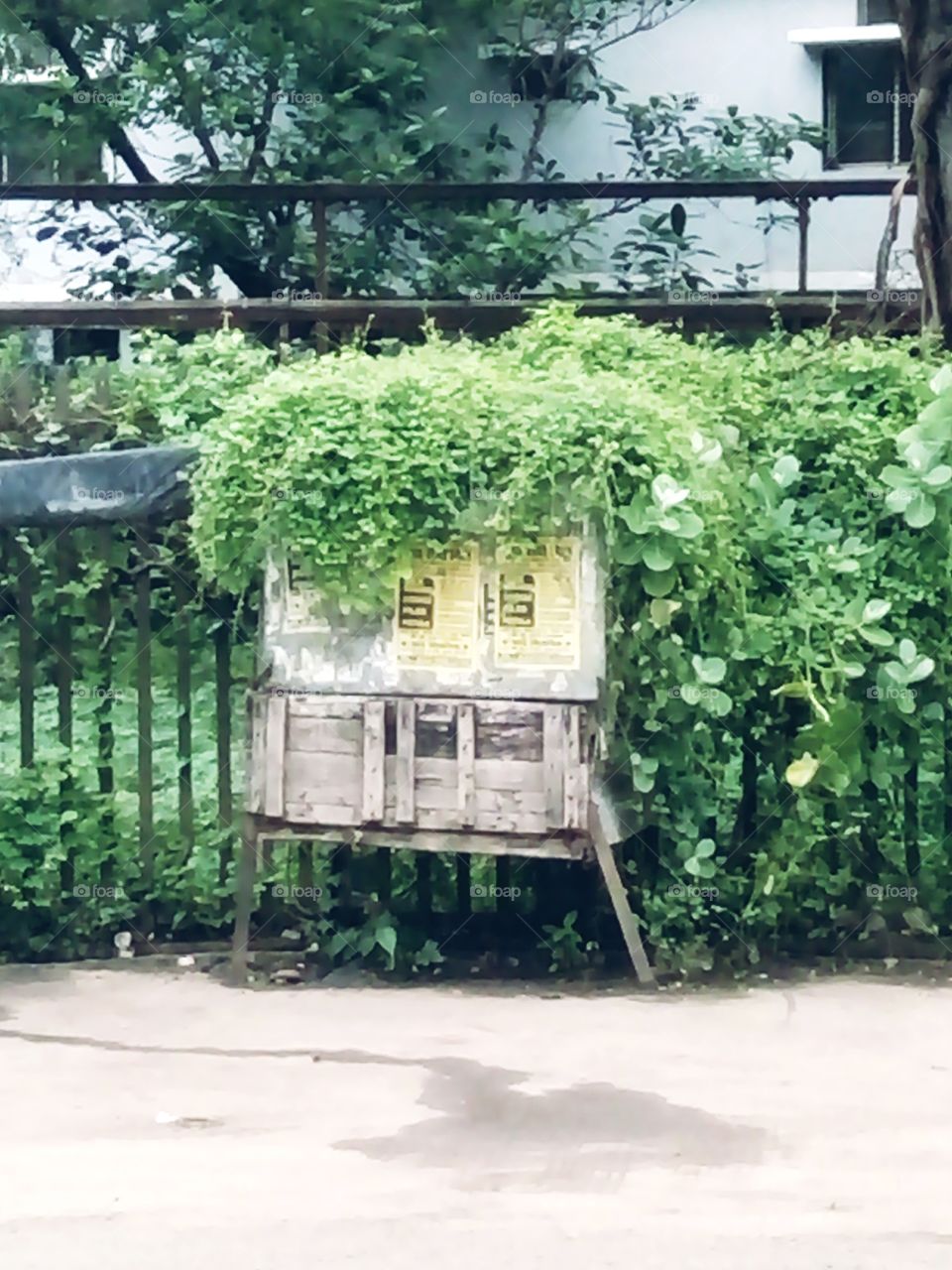 green,unique picture,A great photo,a photo for everyone,a memorable photo,a no.  photo,a photo to cherish,a beautiful photo,a great photo for the best people,an evergreen photo,a photo to remember for years, the best result of great photograp