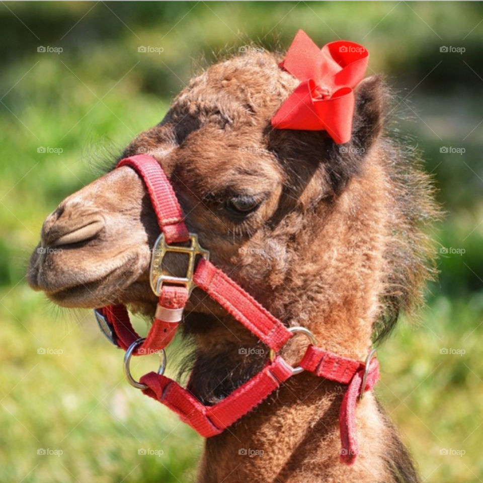 Portrait of a beautiful baby camel dressed in a red bow.