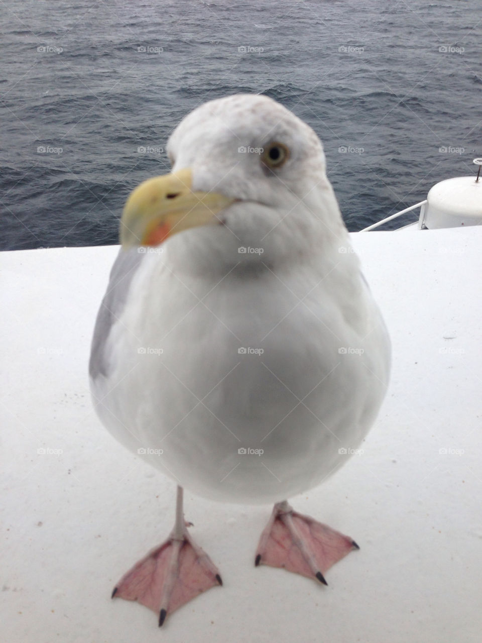 bird seagull seabird seawater by robbidoh