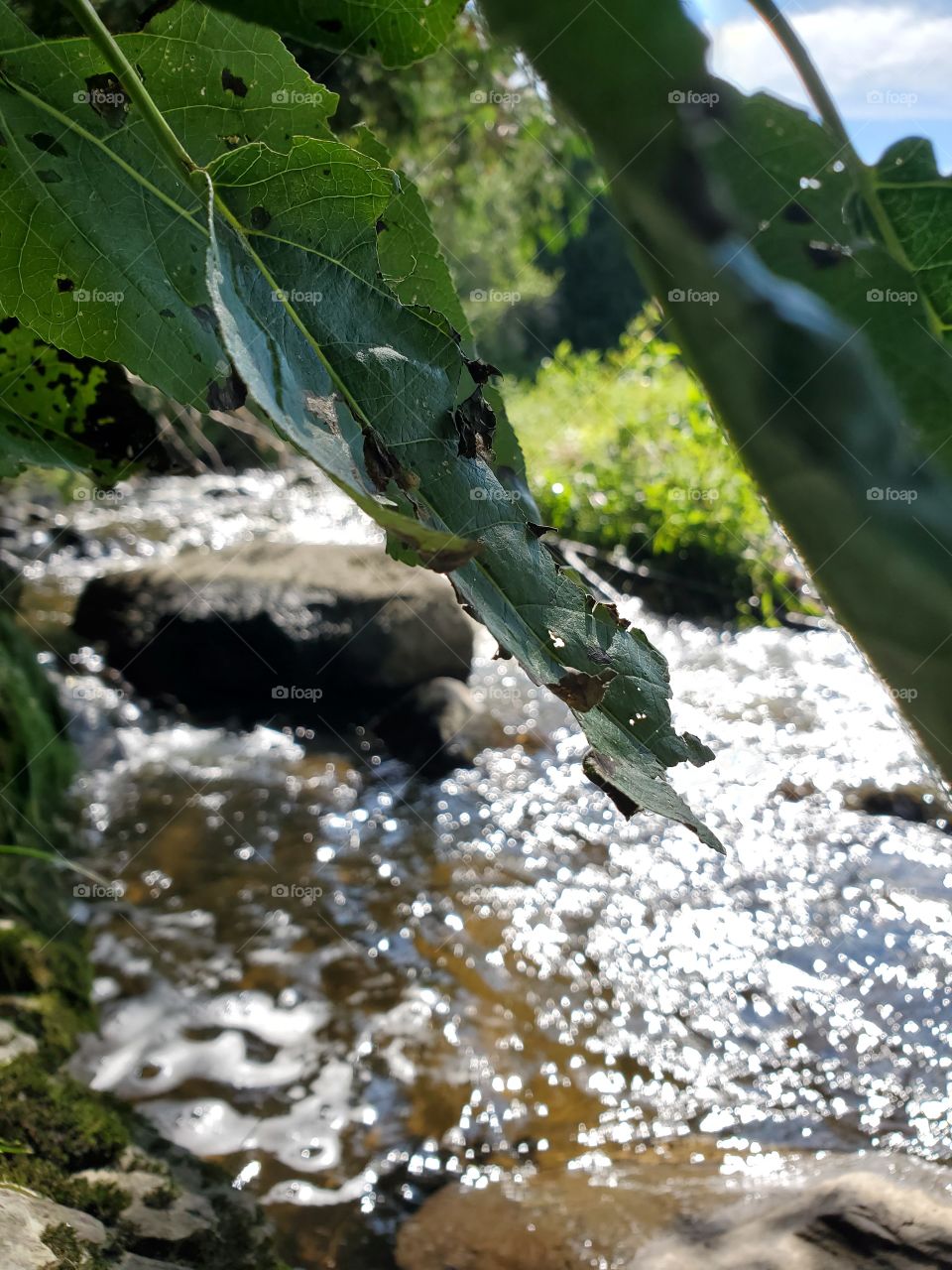 A rock in a river looking through leaves