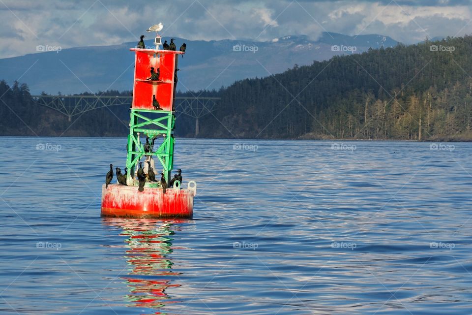 Cormorants on buoy