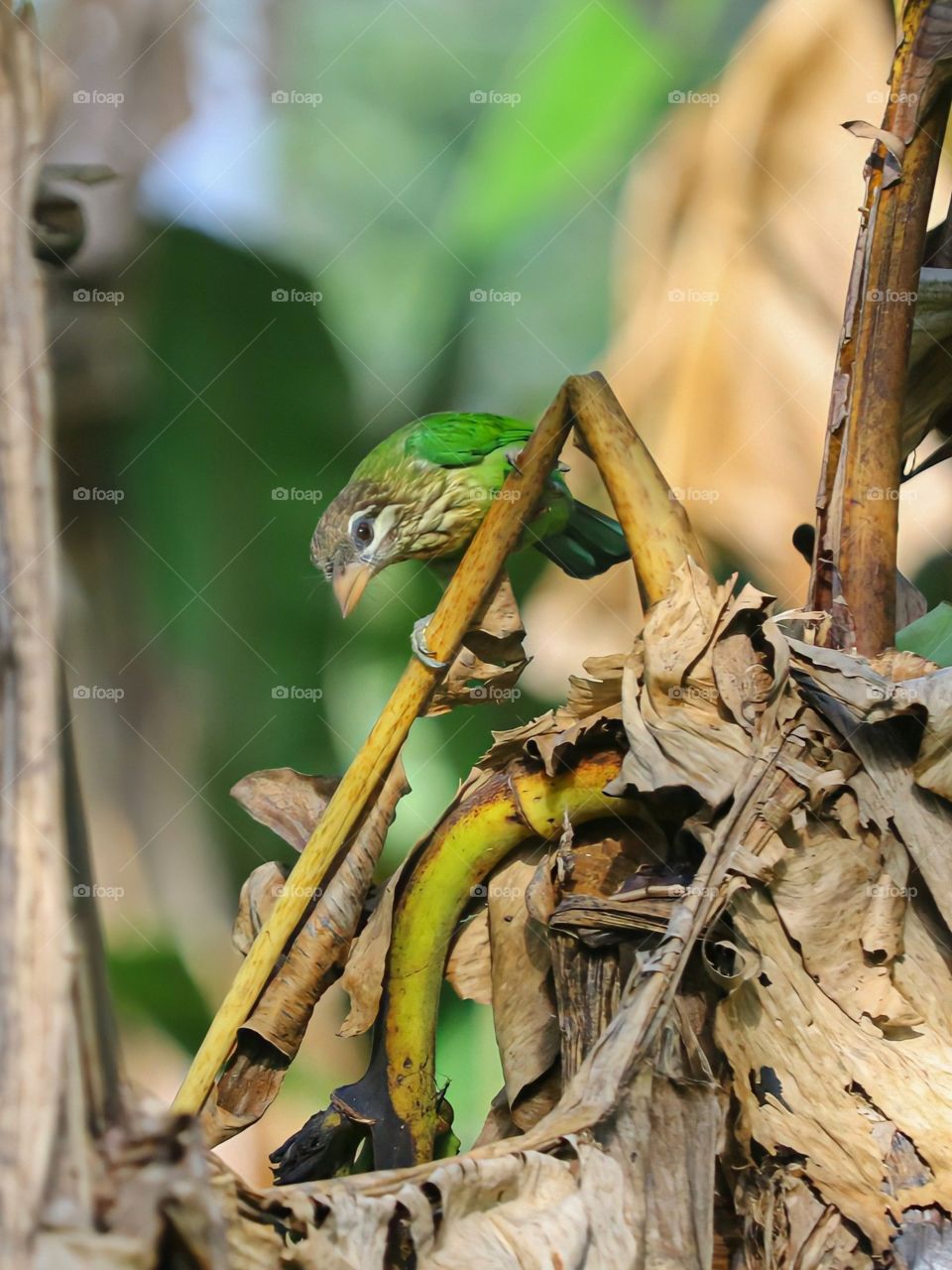 white cheeked barbet