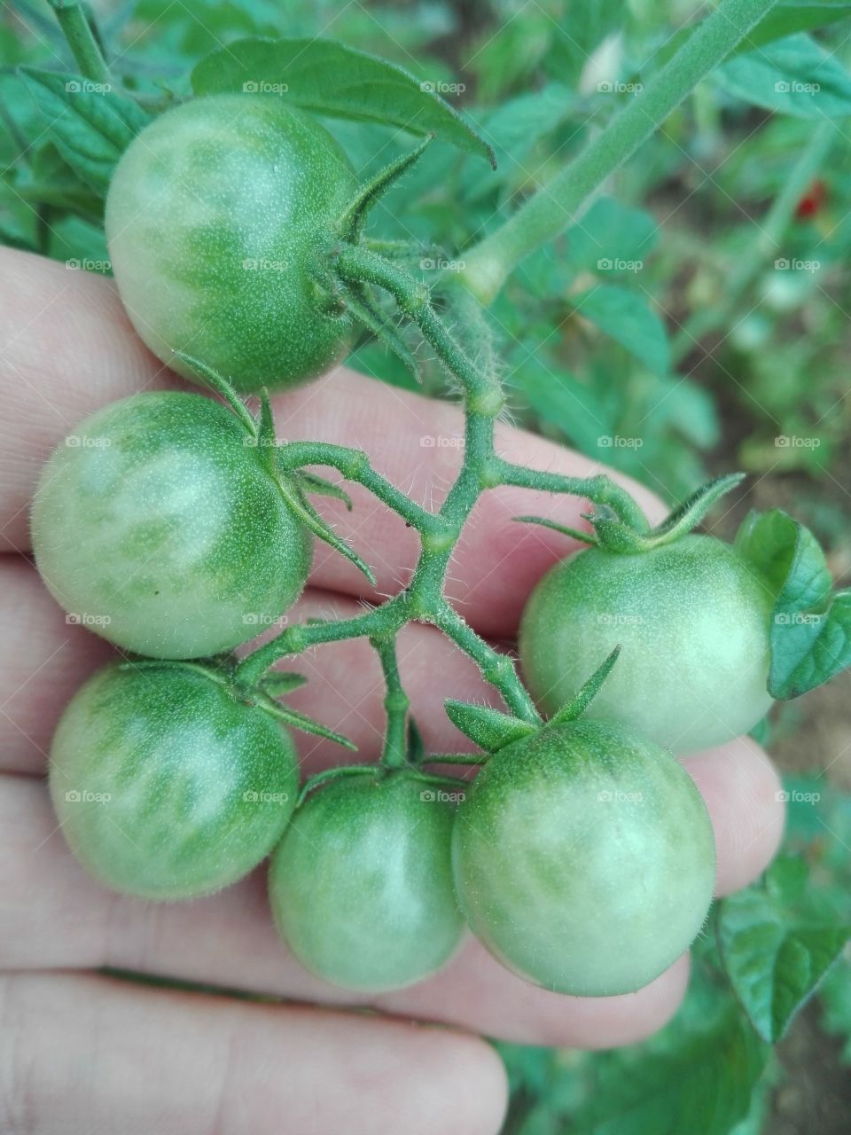 Green tomatoes