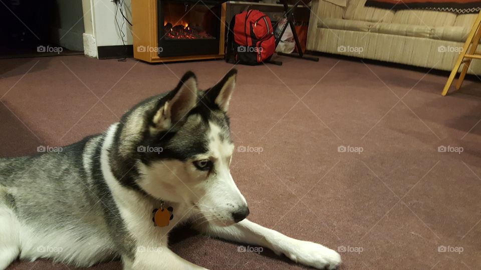 My fur baby looks serious tonight.