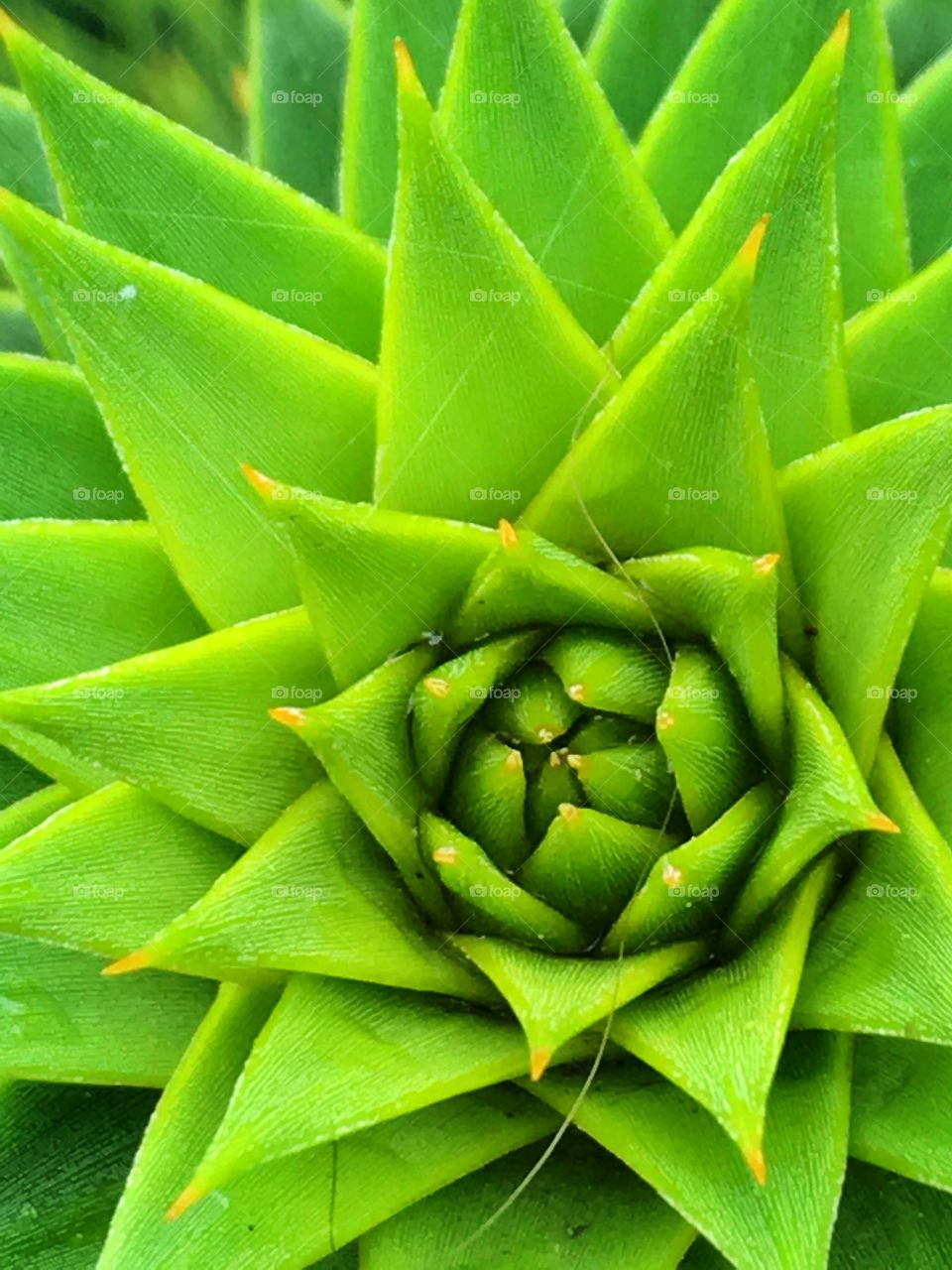 Closeup of the vibrant green spikes of a monkey puzzle tree creating abstract pattern