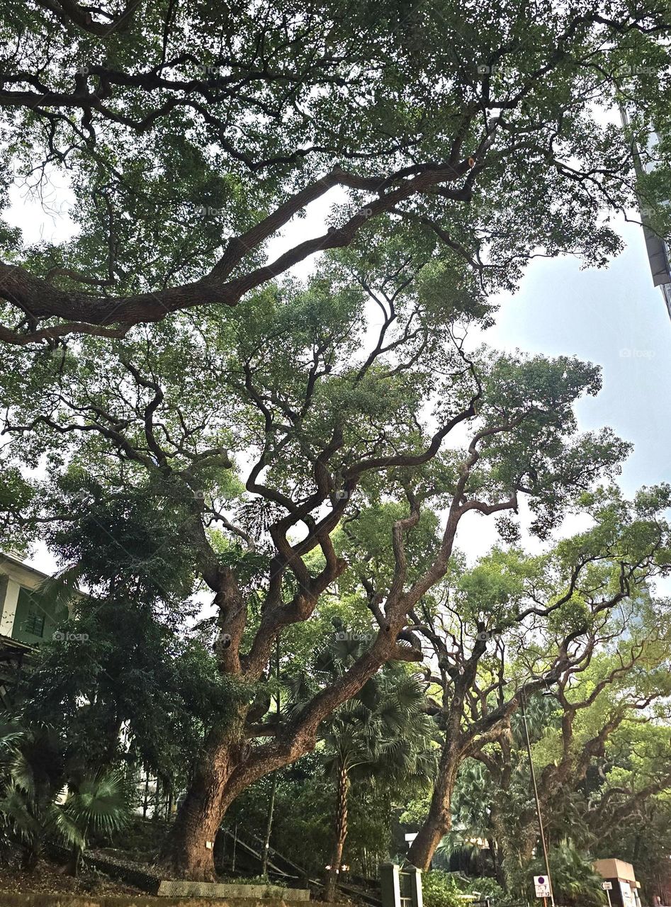 Trees at Kowloon Park TST Hong Kong