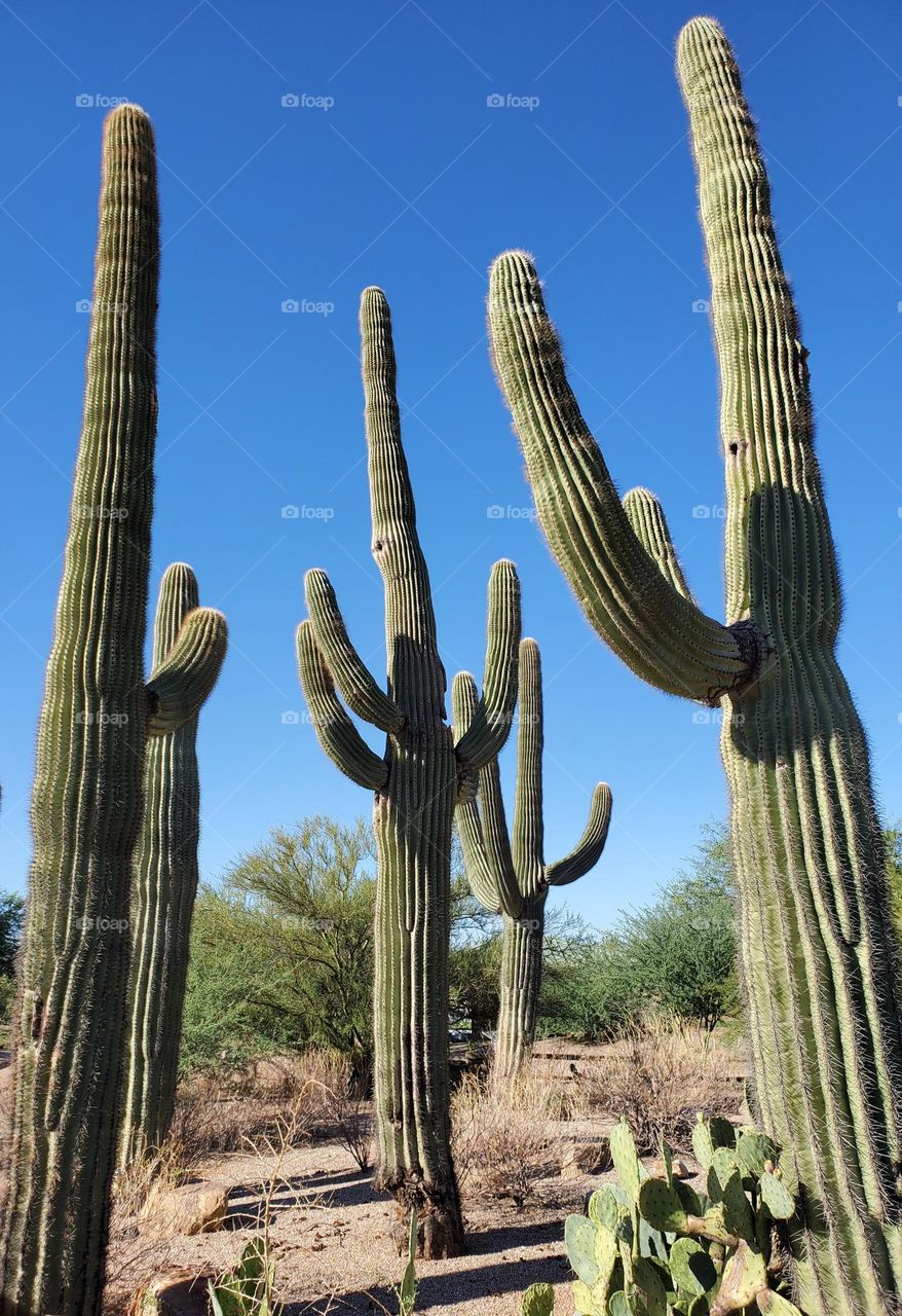 Saguaro Cactus Standing Tall