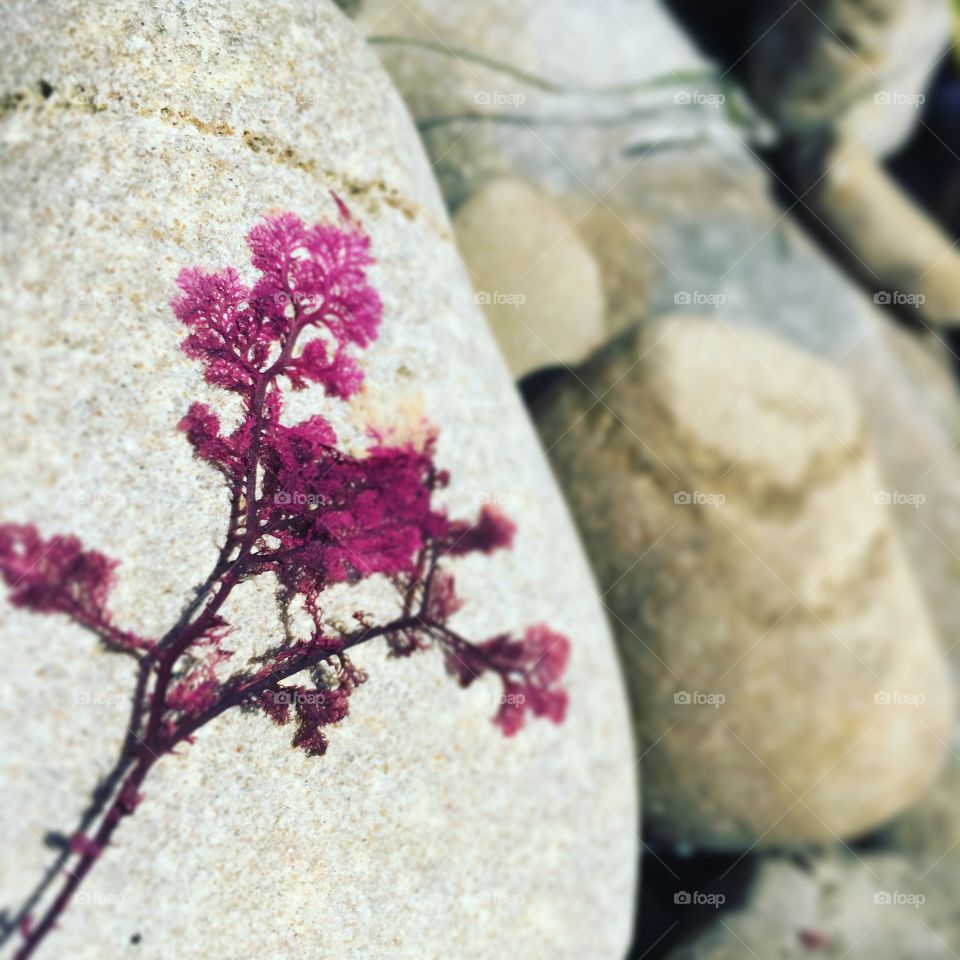 Dying seaweed on dry rocky coast
