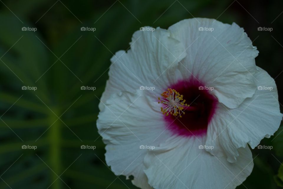 White Hibiscus 