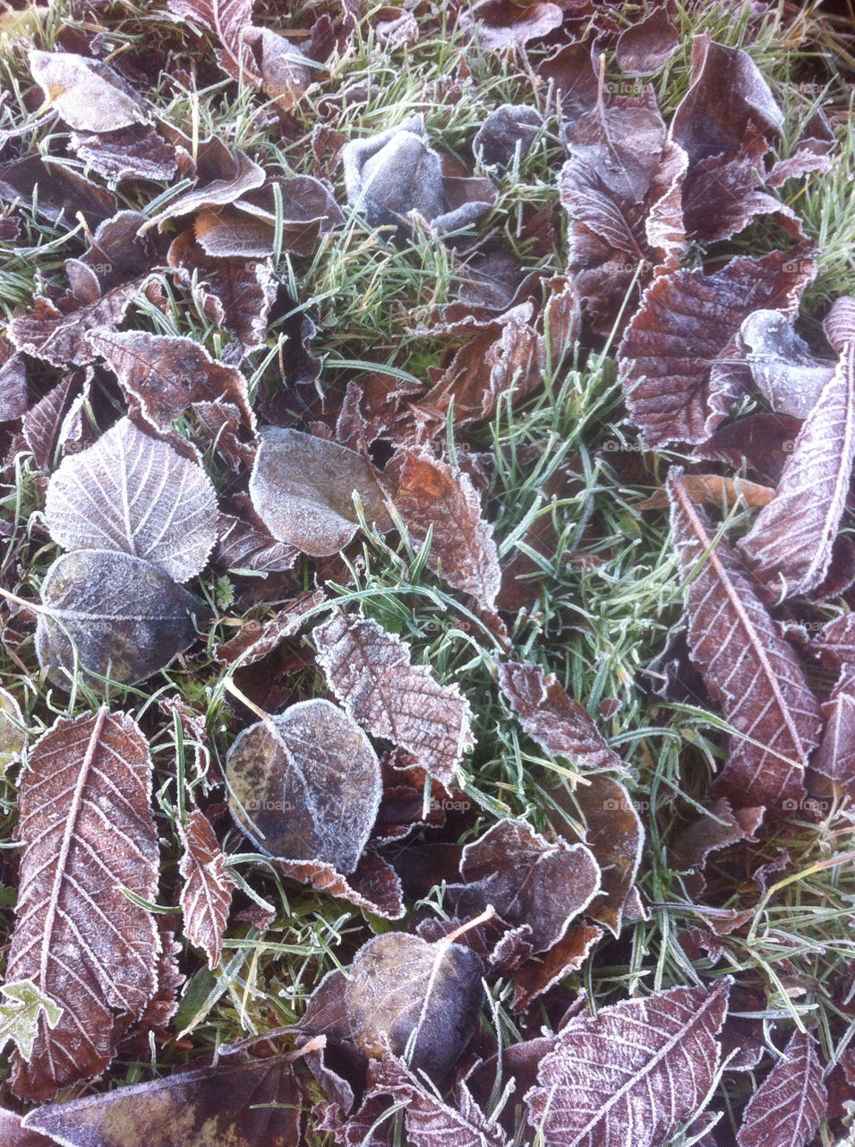 grass leaves cold fall by beanzy