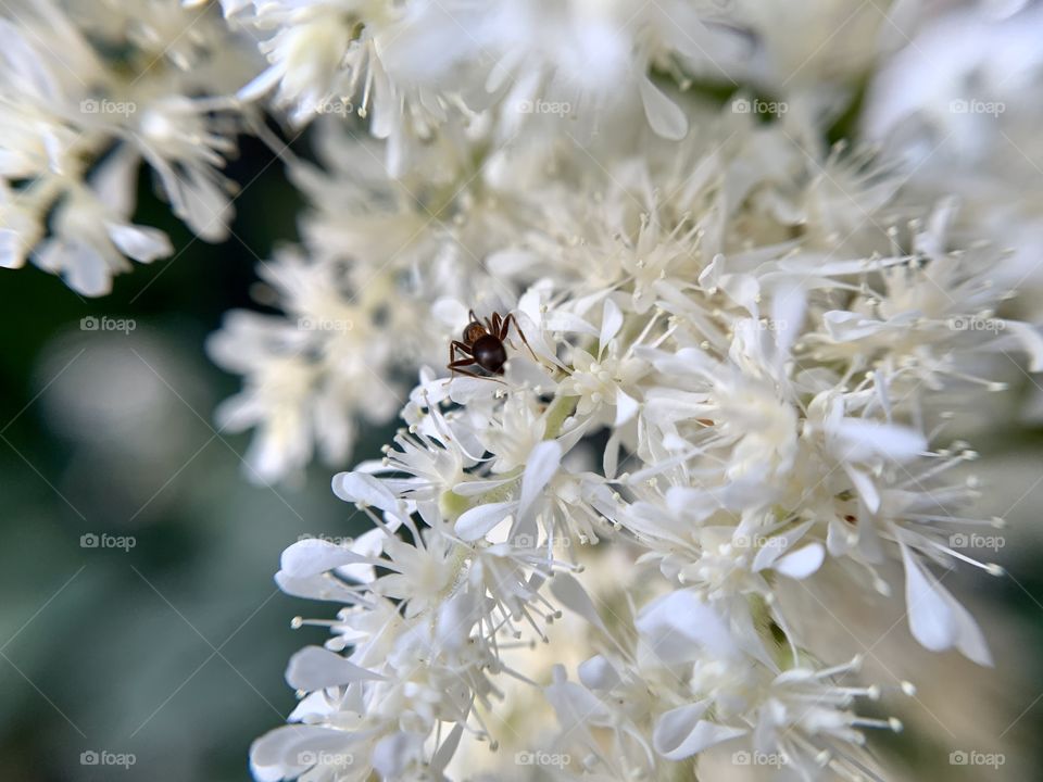 Beautiful false buck’s beard flower blossoms with white petals and the ants roaming around.