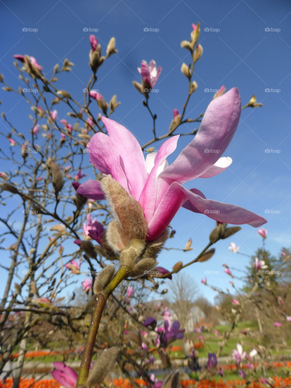 Magnolia flower