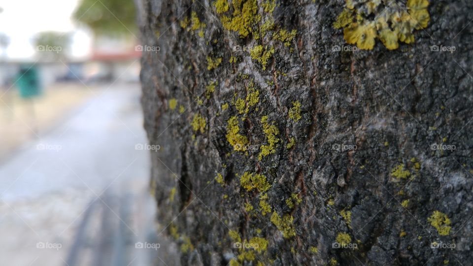 tree moss