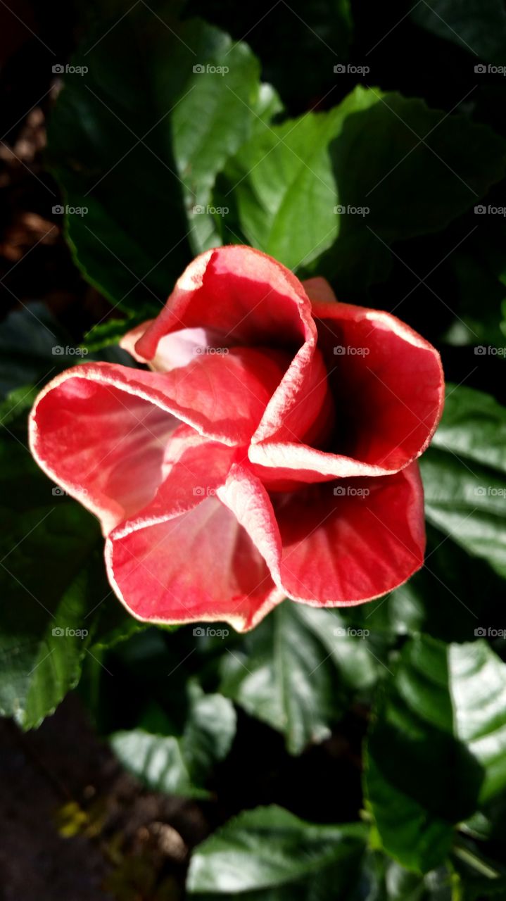 hibiscus bud. Hibiscus bud just beginning to open and bloom