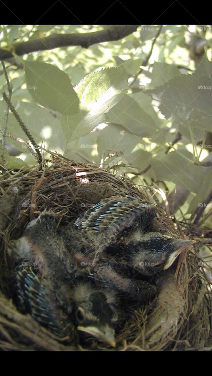 Baby Robins