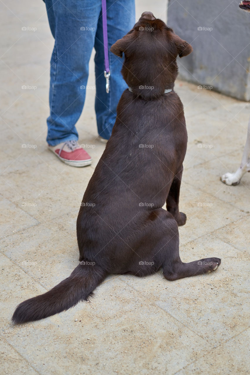 Labrador retriever asking for food