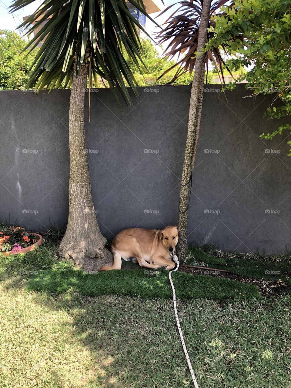 Sleeping between trees