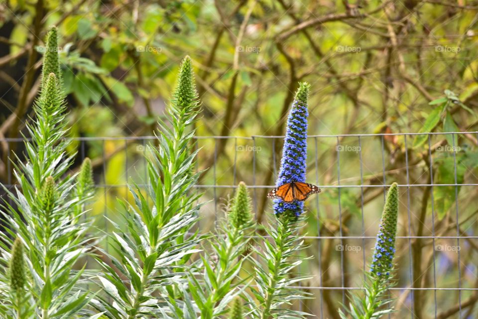 Butterfly attracted to a Pride of Madeira bloom.